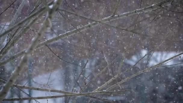 Nieve Día Nublado Los Copos Nieve Caen Lentamente Sobre Telón — Vídeo de stock