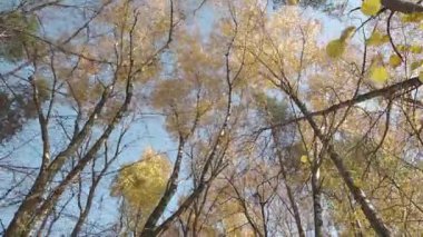 Sonbahar ormanındaki ağaçlardan oluşan taçlar bulutsuz, berrak bir gökyüzü, hareket eden bir kamera..