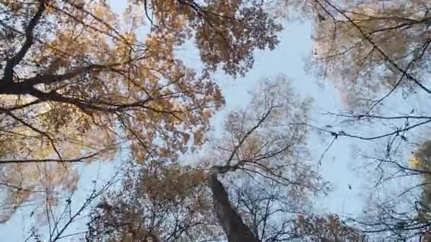 秋の森の木々の冠 雲一つない澄んだ空 動くカメラ — ストック動画