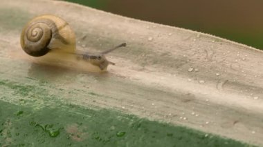 Yavaşça sürünen bir salyangoz önündeki boşluğu keşfeder..