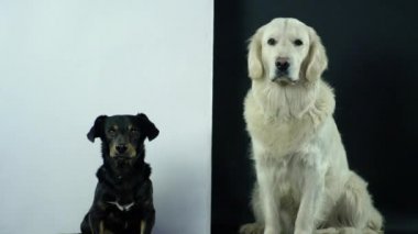 Siyah ve beyaz bir köpek itaatkar bir şekilde siyah ve beyaz bir arkaplanda oturur ve emirlerin yemesini bekler..