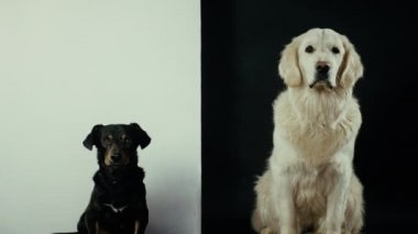Siyah ve beyaz bir köpek itaatkar bir şekilde siyah ve beyaz bir arkaplanda oturur ve emirlerin yemesini bekler..