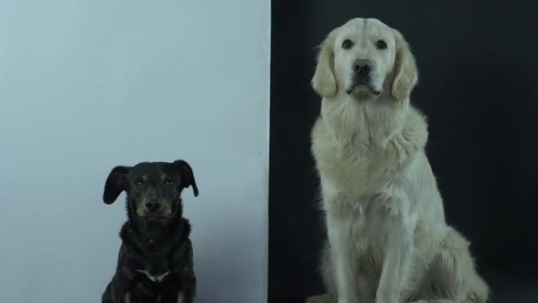 Un chien noir et blanc s'assoit docilement sur un fond noir et blanc, attendant que le commandement mange . — Video