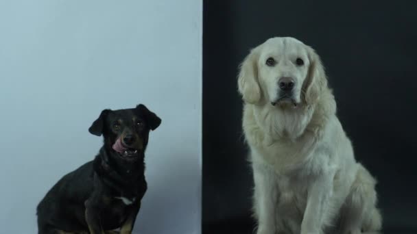 Ein schwarz-weißer Hund sitzt gehorsam auf einem schwarz-weißen Hintergrund und wartet auf den Befehl zum Fressen. — Stockvideo