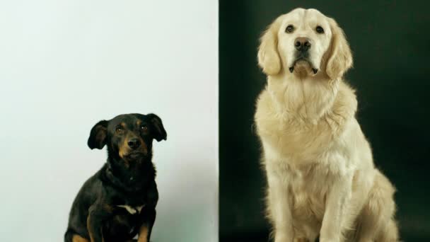 Een zwart-wit hond zit gehoorzaam op een zwart-wit achtergrond, te wachten op het bevel om te eten. — Stockvideo