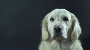 Siyah arka planda bir Retriever 'ın başı. Beyaz köpek dudaklarını yalıyor ve yemek bekliyor..