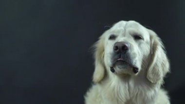 Siyah arka planda bir Retriever 'ın başı. Beyaz köpek dudaklarını yalıyor ve yemek bekliyor..