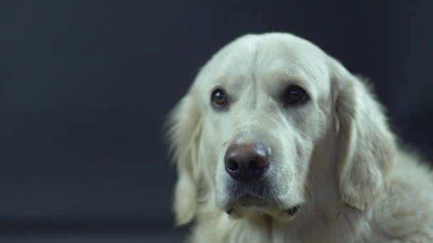 Cabeza de un Retriever sobre un fondo negro de cerca. El perro blanco se lame los labios y espera la comida . — Vídeo de stock