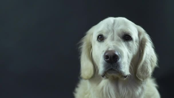 Kepala Retriever pada latar belakang hitam close-up. Anjing putih menjilat bibirnya dan menunggu makanan. — Stok Video