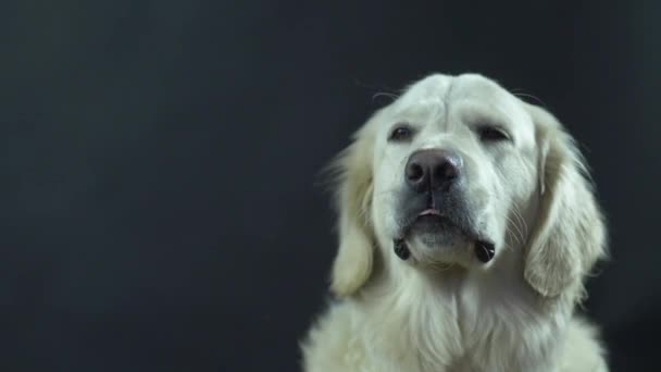 Chef för en Retriever på en svart bakgrund närbild. Den vita hunden slickar sina läppar och väntar på mat. — Stockvideo