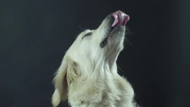 Kopf eines Retrievers auf schwarzem Hintergrund in Großaufnahme. Der weiße Hund leckt sich die Lippen und wartet auf Futter. — Stockvideo