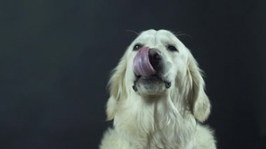 Siyah arka planda bir Retriever 'ın başı. Beyaz köpek dudaklarını yalıyor ve yemek bekliyor..