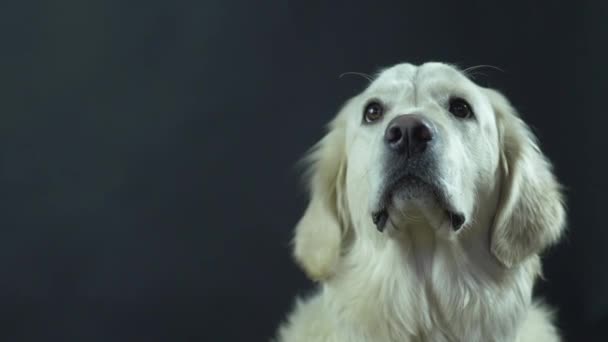 A Retriever vezetője egy fekete háttérképpel. A fehér kutya megnyalja az ajkait és vár az ételre.. — Stock videók