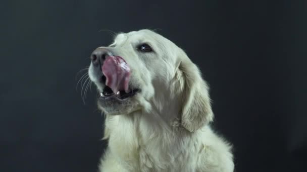 Cabeza de un Retriever sobre un fondo negro de cerca. El perro blanco se lame los labios y espera la comida . — Vídeo de stock