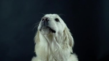 Siyah arka planda bir Retriever 'ın başı. Beyaz köpek dudaklarını yalıyor ve yemek bekliyor..