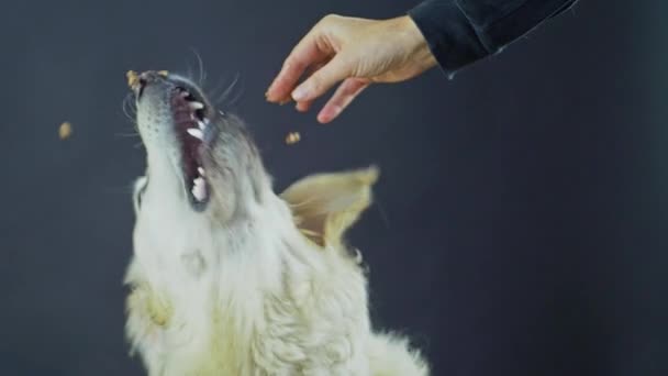 A Retriever vezetője egy fekete háttérképpel. A fehér kutya megnyalja az ajkait és vár az ételre.. — Stock videók