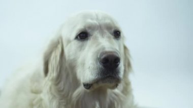 Beyaz arka planda bir Retriever kafası. Beyaz köpek dudaklarını yalıyor ve emirlerini bekliyor..