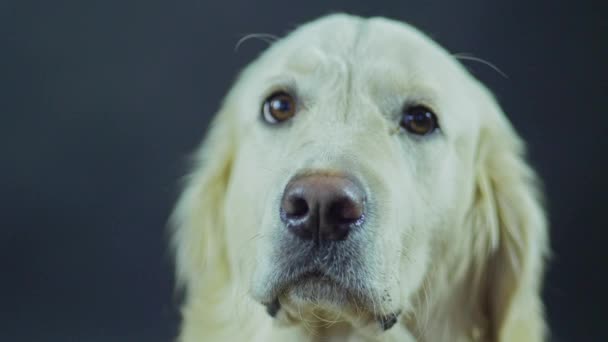 Kopf eines Retrievers auf schwarzem Hintergrund in Großaufnahme. Der weiße Hund leckt sich die Lippen und wartet auf Futter. — Stockvideo