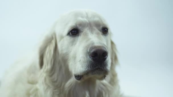 Un Retrievers cabeza sobre un fondo blanco. El perro blanco lame sus labios y espera el comando . — Vídeos de Stock