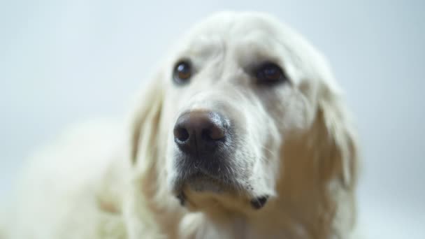 Beyaz arka planda bir Retriever kafası. Beyaz köpek dudaklarını yalıyor ve emirlerini bekliyor.. — Stok video