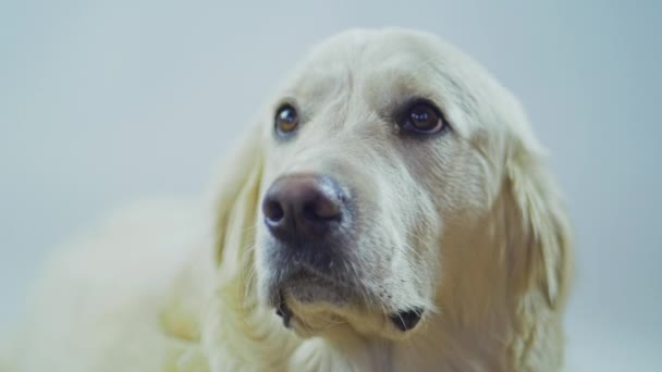 A Retrievers tête sur un fond blanc. Le chien blanc se lèche les lèvres et attend la commande . — Video