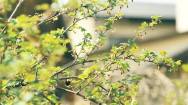 Baharın başlarında, bir yaban arısı bir çiçeğin üzerinden uçar..