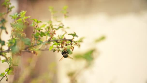 A principios de primavera, un abejorro vuela sobre una flor . — Vídeos de Stock