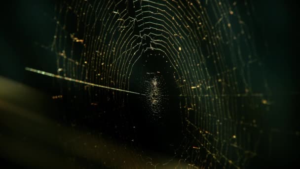 Batan güneşin altındaki örümcek ağları rüzgarda titriyor. Örümcek avını korur.. — Stok video
