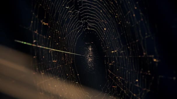 Cobwebs in the setting sun flutter in the wind. The spider guards its prey. — Stock Video