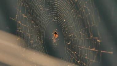 Batan güneşin altındaki örümcek ağları rüzgarda titriyor. Örümcek avını korur..