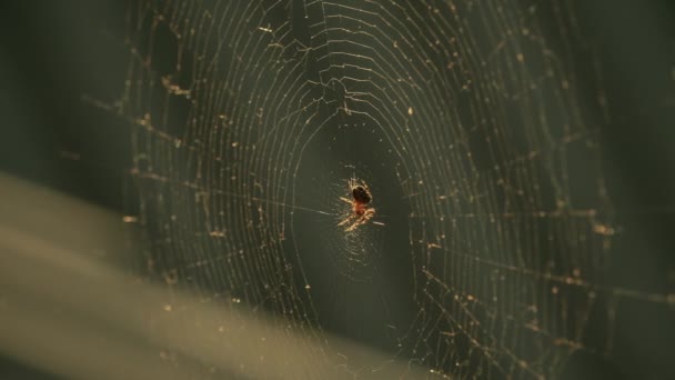 Cobwebs in the setting sun flutter in the wind. The spider guards its prey. — Stock Video