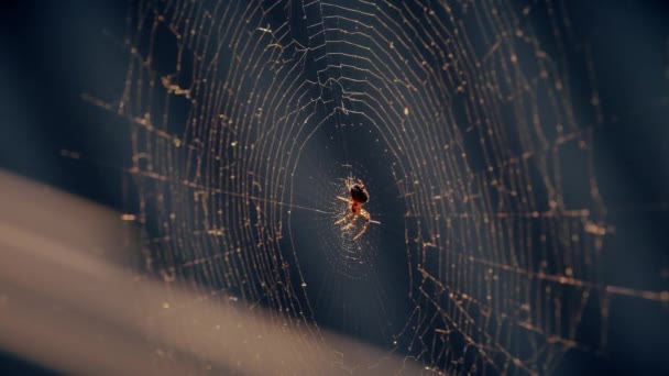 Le ragnatele al tramonto fluttuano nel vento. Il ragno protegge la sua preda . — Video Stock