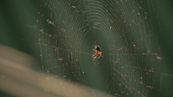 Cobwebs i solens nedgång fladdrar i vinden. Spindeln vaktar sitt byte. — Stockvideo