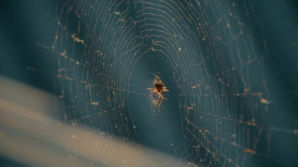 Cobwebs in the setting sun flutter in the wind. The spider guards its prey. — Stock Video