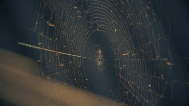 Batan güneşin altındaki örümcek ağları rüzgarda titriyor. Örümcek avını korur..