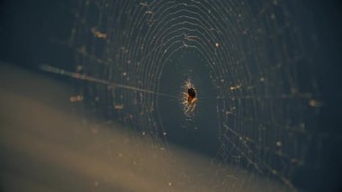 Batan güneşin altındaki örümcek ağları rüzgarda titriyor. Örümcek avını korur..