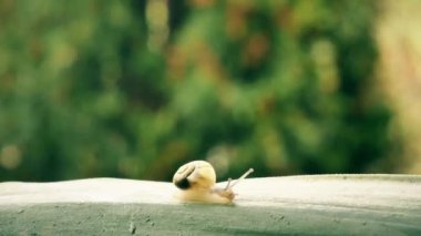 Sarı bir salyangoz yağmurdan sonra yeşil bir yaprağın üzerinde sürünür. Yakın çekim, gündüz, yaz.