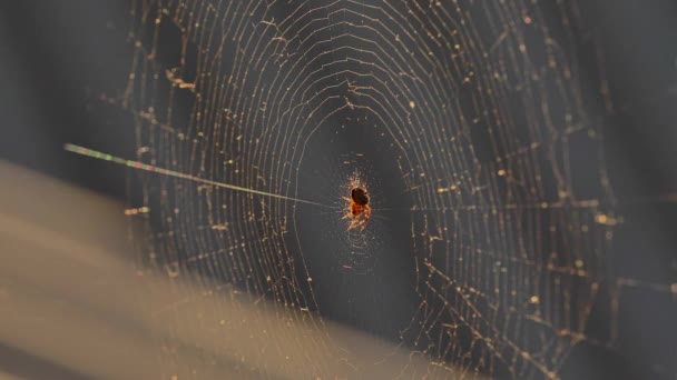 Pavučiny v zapadajícím slunci se třepetají ve větru. Pavouk střeží svou kořist. — Stock video