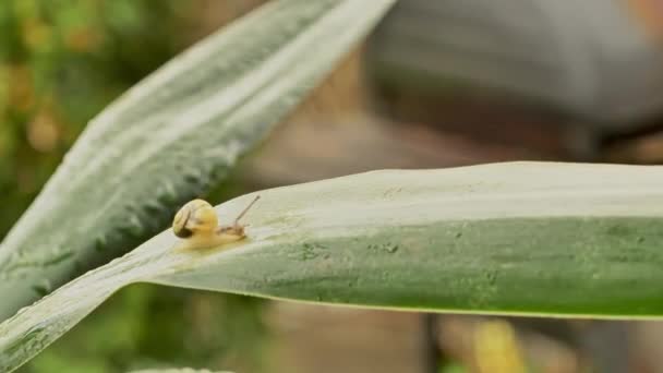 Um caracol amarelo rasteja em uma folha verde após a chuva. Close-up, dia, verão . — Vídeo de Stock