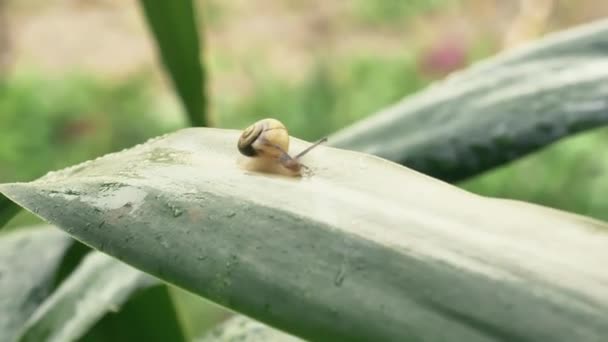 Un caracol amarillo se arrastra sobre una hoja verde después de la lluvia. Primer plano, día, verano . — Vídeos de Stock