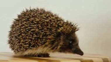 Oyuncak atlıkarıncada dönen bir kirpi. Tekerlekteki bir sincap gibi.