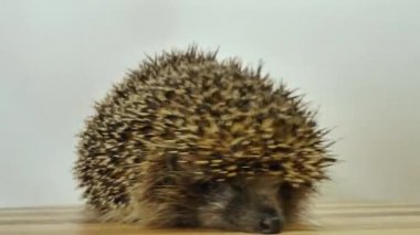 Oyuncak atlıkarıncada dönen bir kirpi. Tekerlekteki bir sincap gibi.