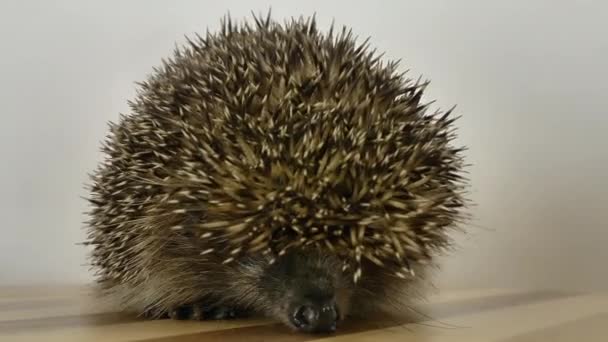 Un hérisson qui tourne sur un carrousel. Comme un écureuil dans une roue .