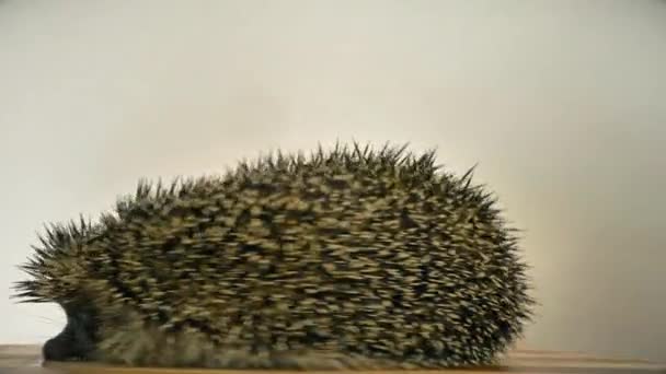 A hedgehog spinning on a toy carousel. Like a squirrel in a wheel. — Stock Video