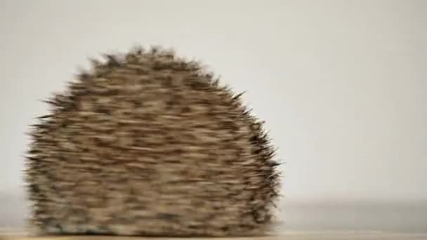 Een egel die ronddraait op een speelgoeddraaimolen. Als een eekhoorn in een wiel. — Stockvideo