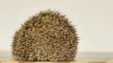 Oyuncak atlıkarıncada dönen bir kirpi. Tekerlekteki bir sincap gibi.