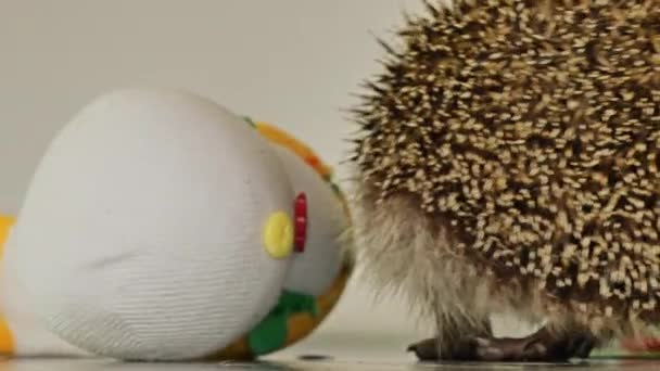 Little hedgehog playing with toys at home. Snorts, fights, nibbles. — Stock Video