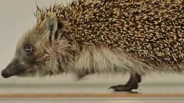 Malý ježek si hraje s hračkami doma. Šňupání, rvačky, okousávání. — Stock video