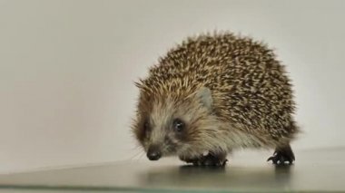 Küçük bir kirpi, beyaz bir arka planda masanın etrafında koşup çıkış yolu arıyor. Kinayeli.