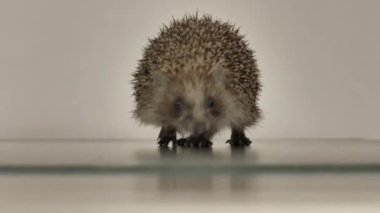 Küçük bir kirpi, beyaz bir arka planda masanın etrafında koşup çıkış yolu arıyor. Kinayeli.